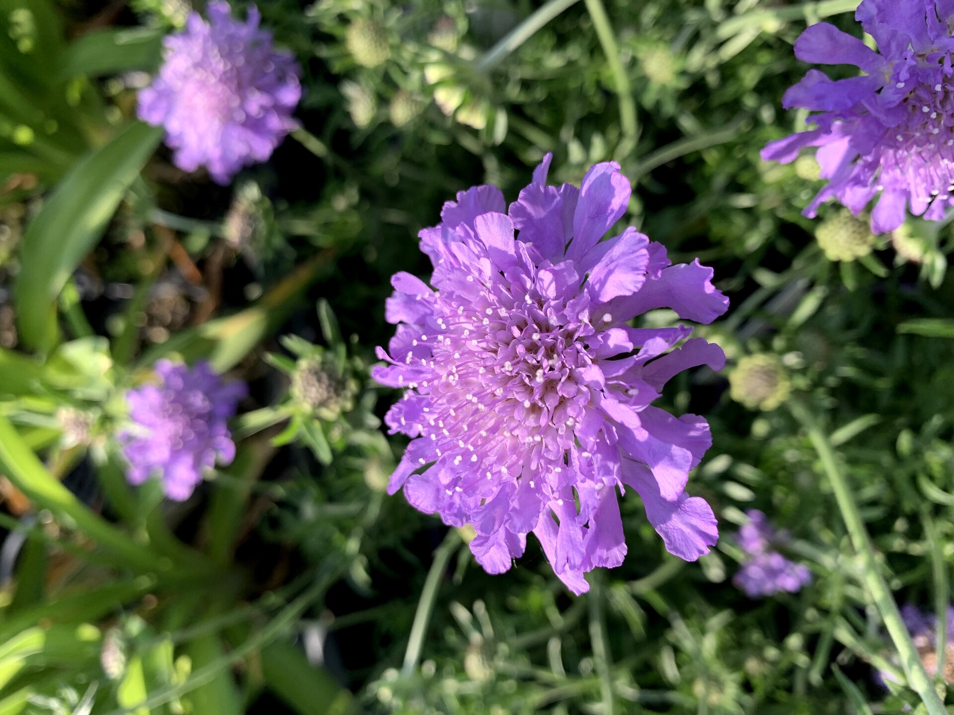 Ayurveda — SAMATVA